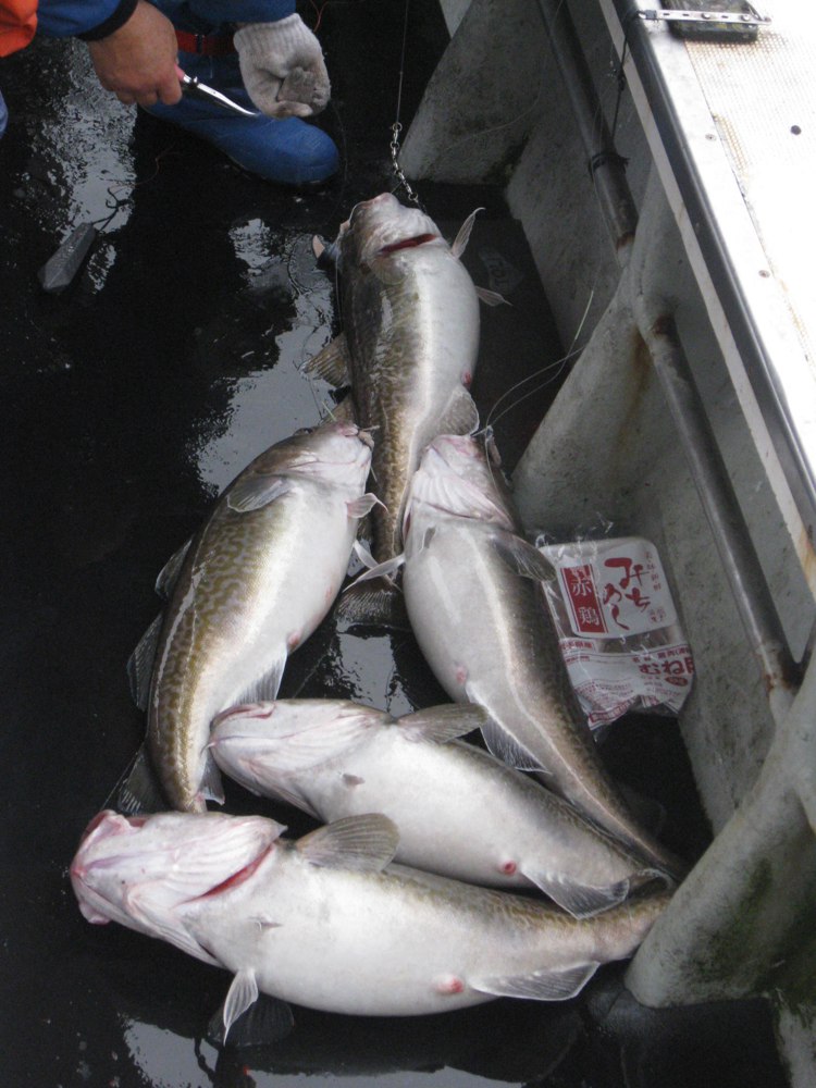 船上のマダラの釣果