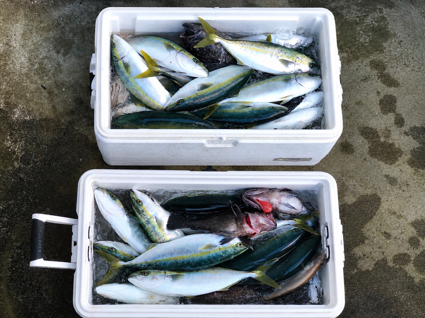 浅場ジギングの釣果