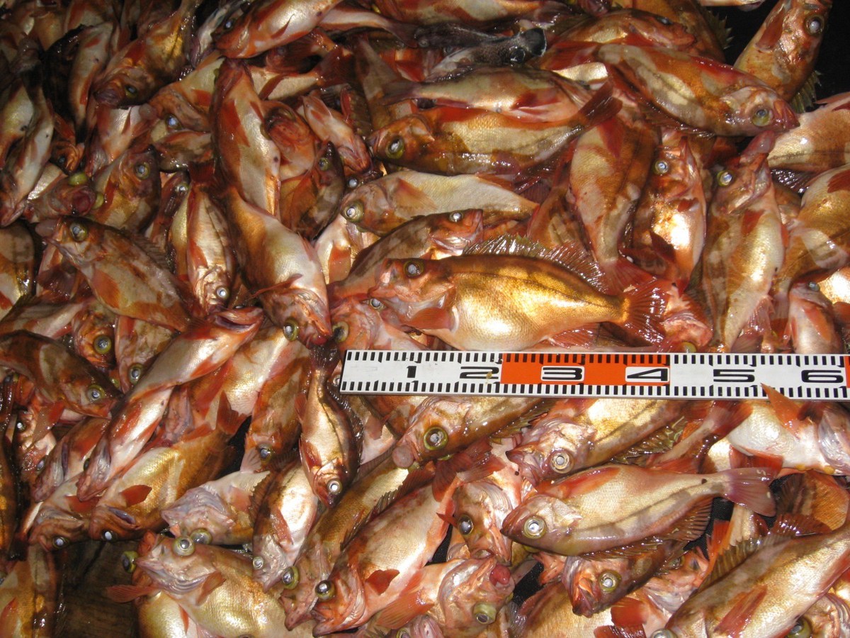 中深海で釣れた沖メバル