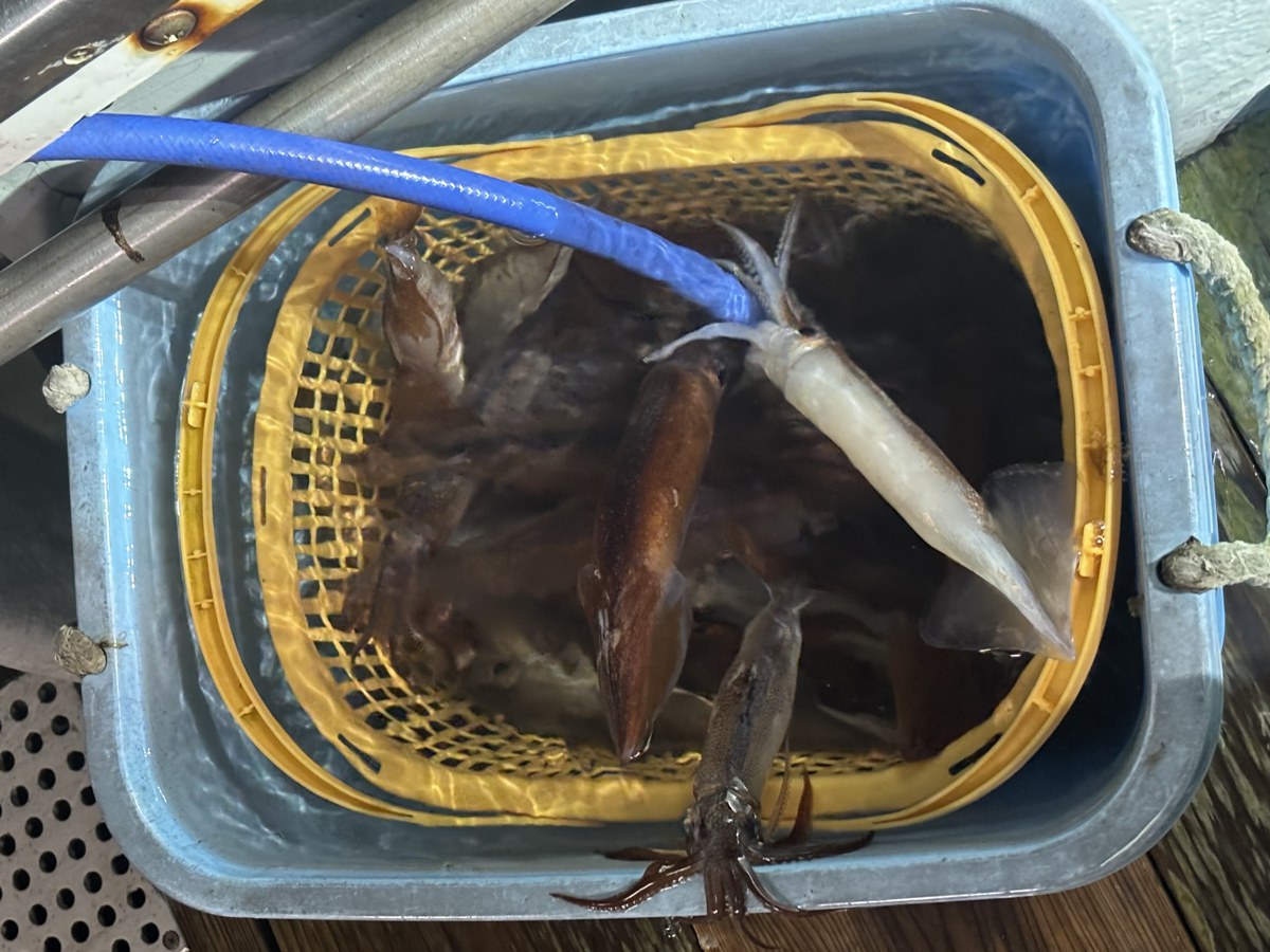 夜イカの釣果