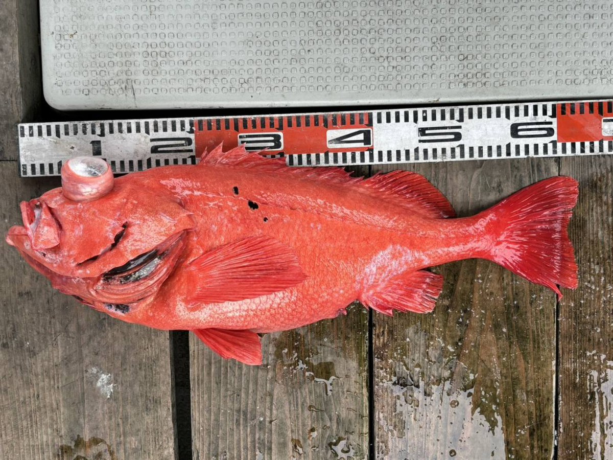 超深海の釣果